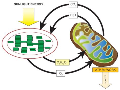 Powering the Cell: Cellular Respiration and Glycolysis ‹ OpenCurriculum