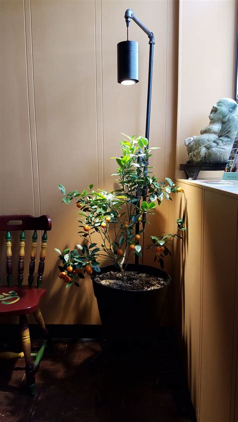 Heat Lamps For Plants In Winter - Plants BM