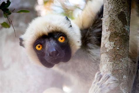 Top 60 Funny Lemur Face Stock Photos, Pictures, and Images - iStock