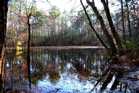 Assawoman Bay State Wildlife Area | Pond | Lee Cannon | Flickr