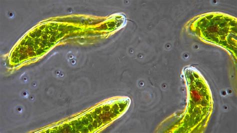 euglena flagellum function