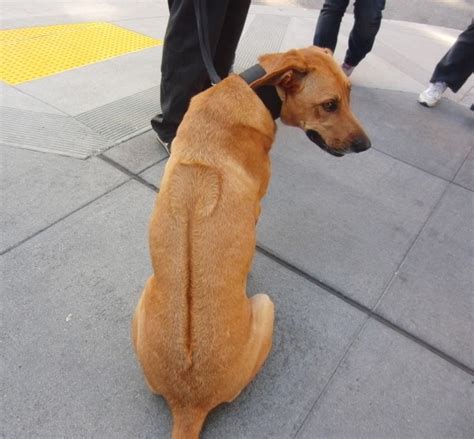 Pomba the Rhodesian Ridgeback/German Shepherd Mix From Kinshasa - The Dogs of San FranciscoThe ...