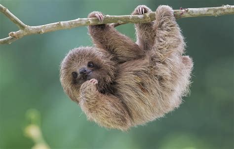 Wallpaper nature, sloth, Brdypus tridactilus, Pale-throated sloth images for desktop, section ...