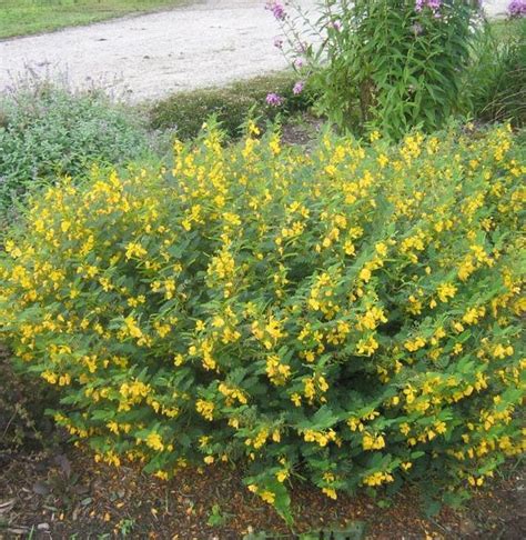 Partridge Pea, Chamaecrista Fasciculata | Eureka Farms