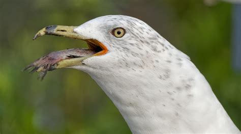 gull swallowing fish Archives - Small Sensor Photography by Thomas Stirr