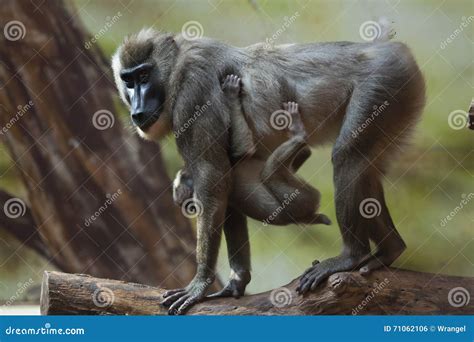 Drill Monkey (Mandrillus Leucophaeus). Stock Photo - Image of natural, cross: 71062106