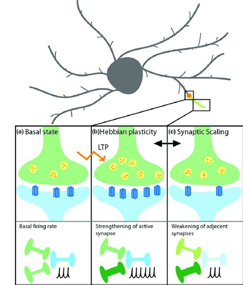 Hebbian and non-Hebbian forms of synaptic plasticity. During basal ...