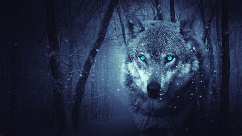 Wolf Night Forest Wallpapers - Top Free Wolf Night Forest Backgrounds - WallpaperAccess