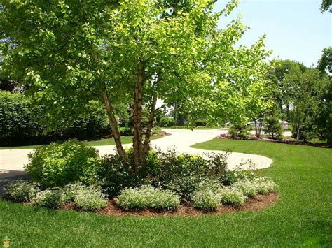 River Birch multi-stem clump tree (betulanigra) in quart pot - Trees