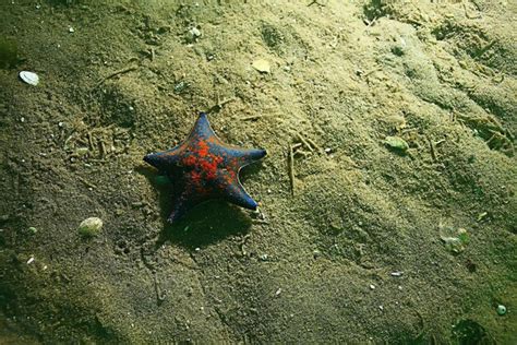 Premium Photo | Starfish underwater photo