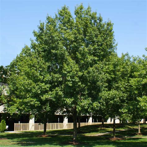 Southern Red Oak Trees for Sale – FastGrowingTrees.com