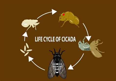 Life Cycle of Cicada 164684 Vector Art at Vecteezy