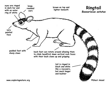 Ringtail