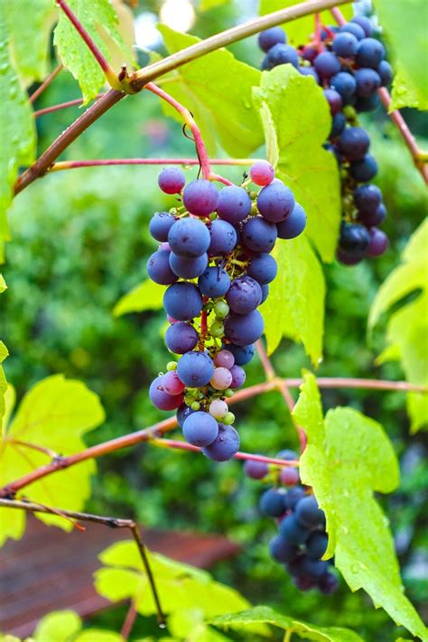 black grapes 2 Free Photo Download | FreeImages