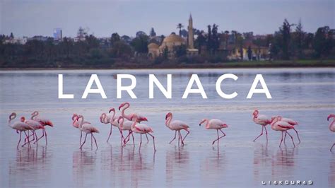 Flamingo in Larnaka Salt Lake Cyprus - YouTube