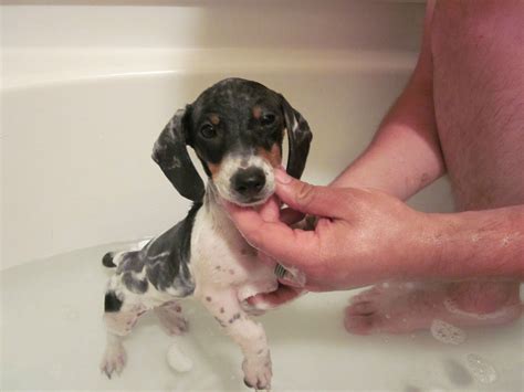 Bath time! Pet Dogs, Dogs And Puppies, Dog Cat, Pets, Daschund, Doxie, Dachshunds, Heart Melting ...