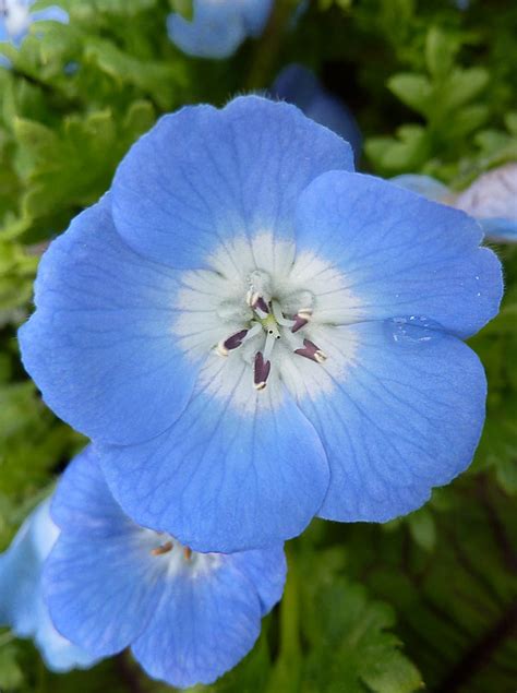 Nemophila menziesii "Baby Blue Eyes" - Buy Online at Annie's Annuals | Fleurs