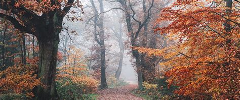 Autumn , Forest, Fall Foliage, Trees, Foggy, Morning, Nature, autumn 3440x1440 HD wallpaper | Pxfuel