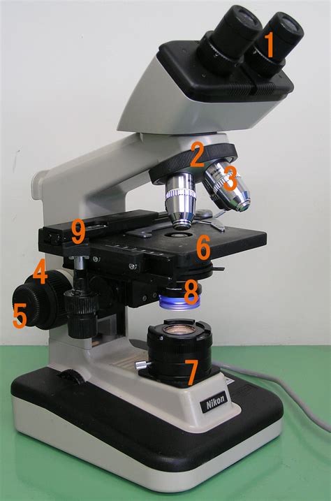 The Microscope and Cells | Biology I Laboratory Manual | Study Guides