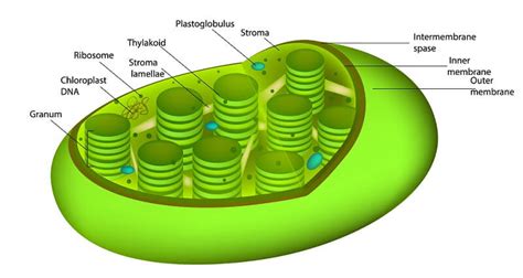 Simple Diagram Of Chloroplast