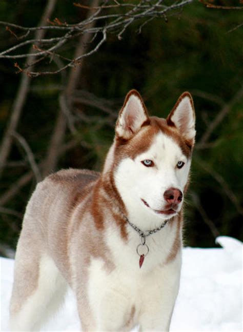 Balto the Siberian Husky | Dogs | Daily Puppy