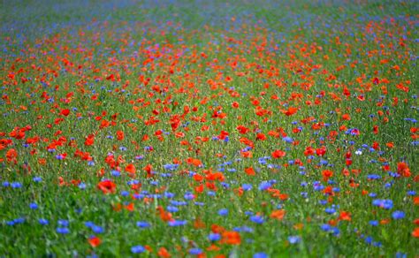 Expert tips for designing a meadow - Gardens Illustrated