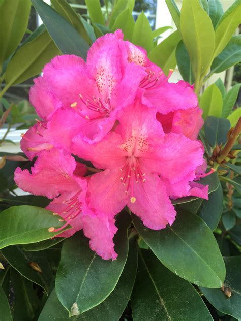 My rhododendron is blooming! : gardening