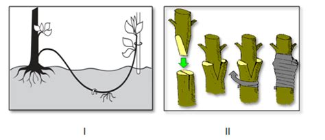 Identify the following artificial vegetative propagation methods: