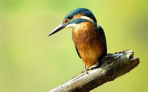 HD wallpaper: Common kingfisher close-up | Wallpaper Flare