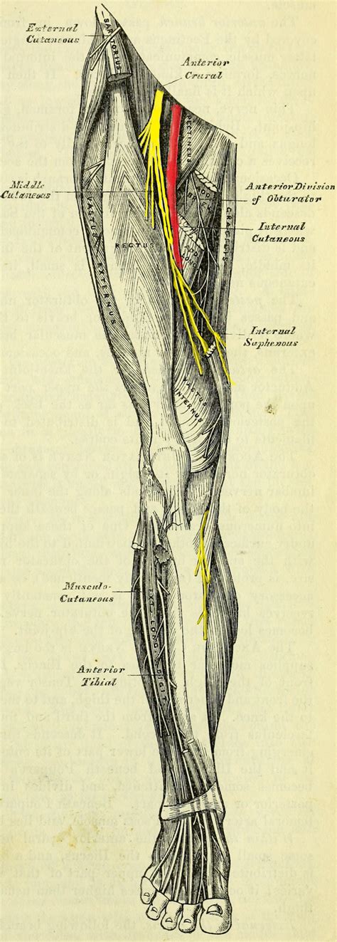 [Figure, Branches of the Femoral Nerve...] - StatPearls - NCBI Bookshelf