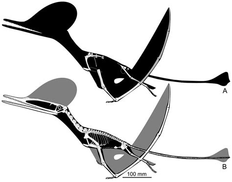 Species New to Science: [Paleontology • 2024] Ceoptera evansae • A New ...