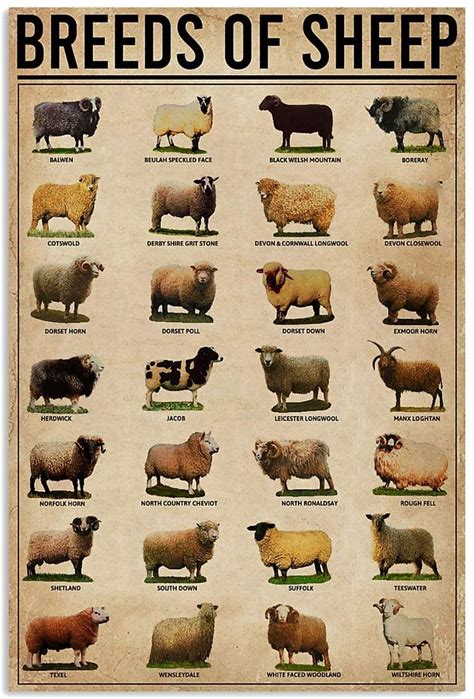 Breeds Of Sheep Farm Animals – Skitongifts