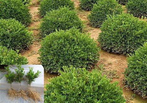 Buxus Green Velvet Dwarf Boxwood live plant evergreen shrub | Etsy ...