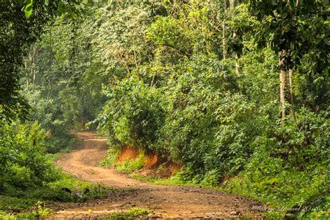 180919 Kakamega Forest National Reserve -4711 | Serge Léonard | Flickr