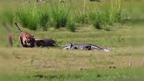 Viral video: Crocodile attacks tiger hunting wild boar in Ranthambore ...