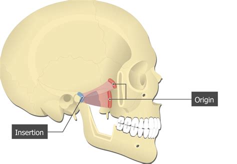 Lateral Pterygoid Origin And Insertion