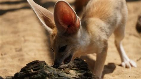 What does a fennec fox eat? – All Small Pets