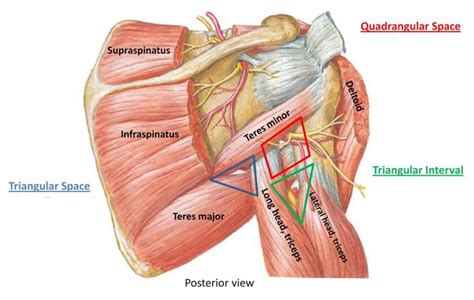 Quadrangular Space Syndrome Manual Therapy by Cambridge Osteopath in 2020 | Radial nerve, Upper ...