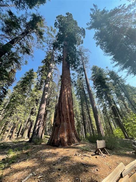 Where to Find Giant Sequoias in Yosemite: 3 Serene Sequoia Groves ...