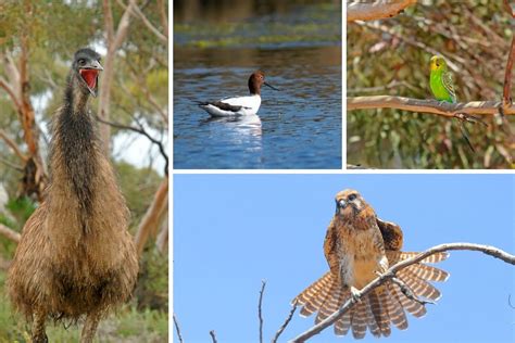 Birds of Australian Outback and Where to See Them - The Wildlife Diaries