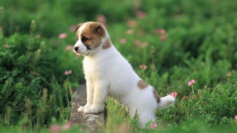 Cute Puppies Wallpaper HD (55+ images)