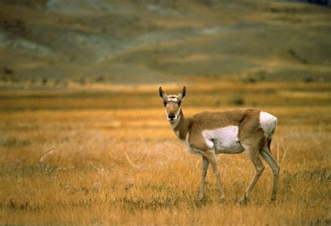 79 best WY Wildlife images on Pinterest | Wyoming, Wyoming cowboys and Grand teton national