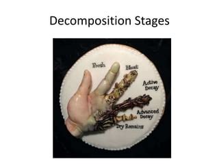 Human decomposition and insect succession | PPT