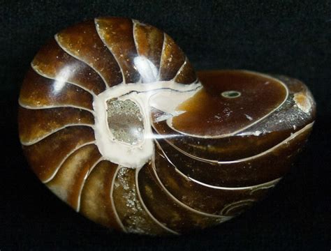 1.95 Inch Nautilus fossil from Madagascar (#5221) For Sale - FossilEra.com