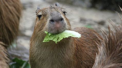 Petition · Make Capybaras Legal in Australia · Change.org