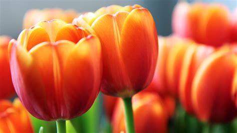 Orange Tulips HD Wallpapers - Top Free Orange Tulips HD Backgrounds ...