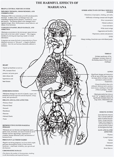 Effects Of Marijuana - Picture | eBaum's World