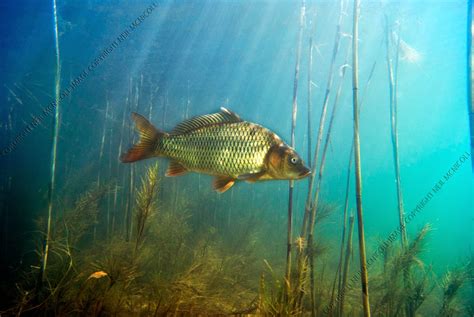 Freshwater Fish Photographs: Carp