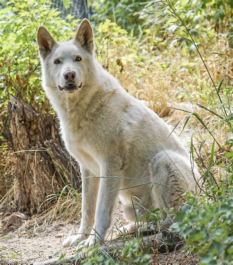 Get facts about wolf-dog hybrids | International Wolf Center (2022)