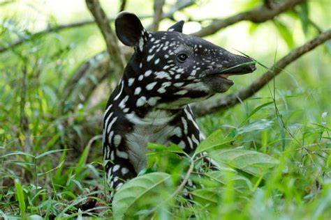 Rainforest Forest Floor Animals